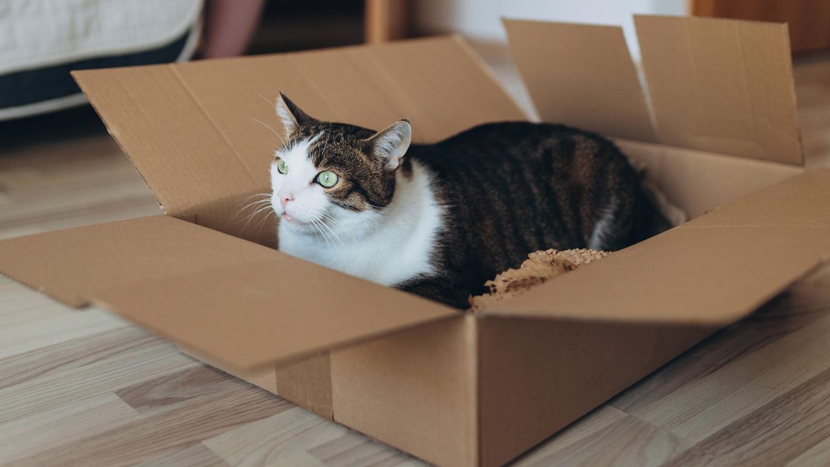 Muž poslal živou kočku v poštovním balíku z Vídně do Německa. U soudu vyvázl s podmínkou